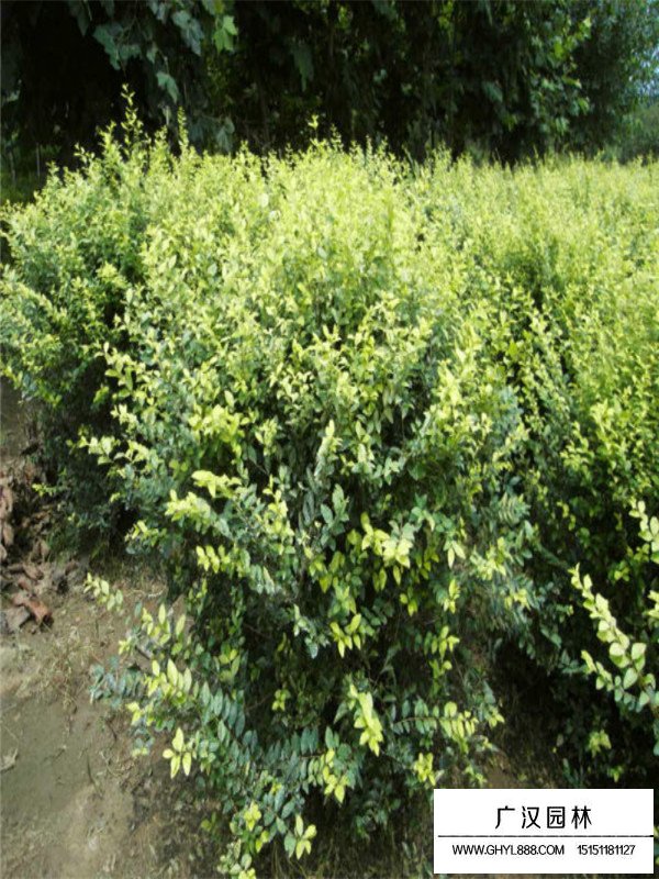 金葉女貞球資料(圖4)