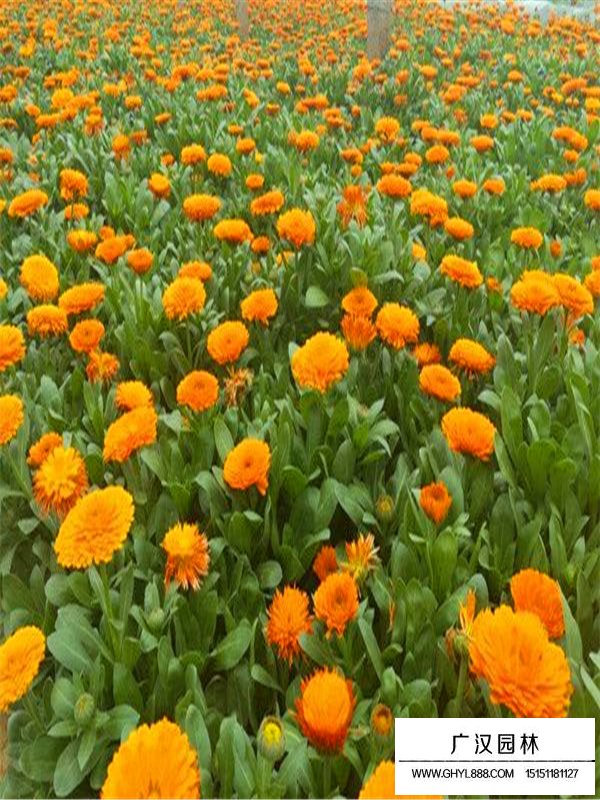 金盞菊培育(圖1)