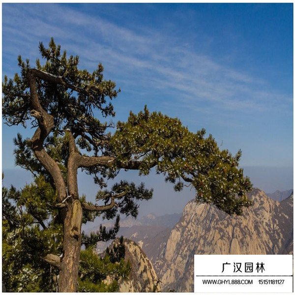 華山松養(yǎng)殖方法(圖2)