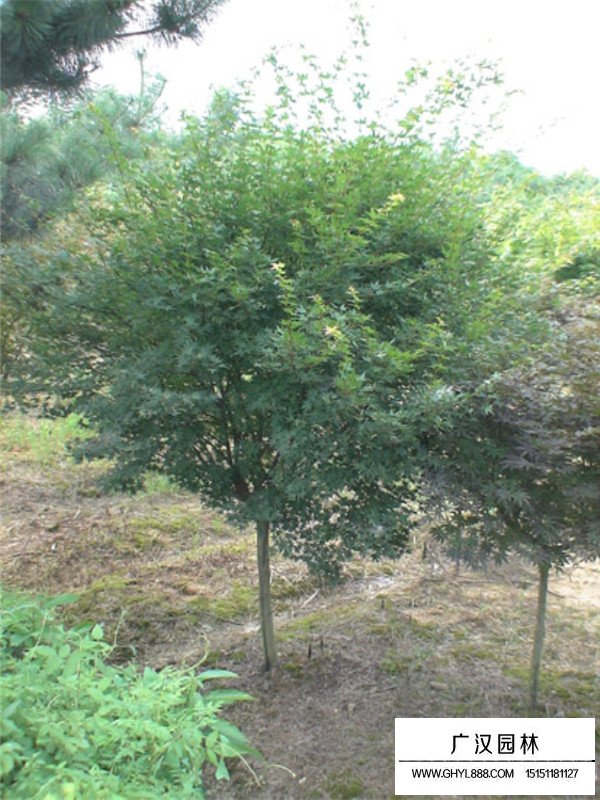 雞爪槭的2020年的價格(圖4)