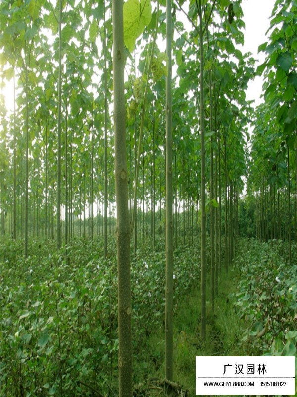 泡桐的價(jià)格(圖1)