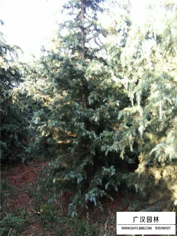 雪松的基地(圖2)