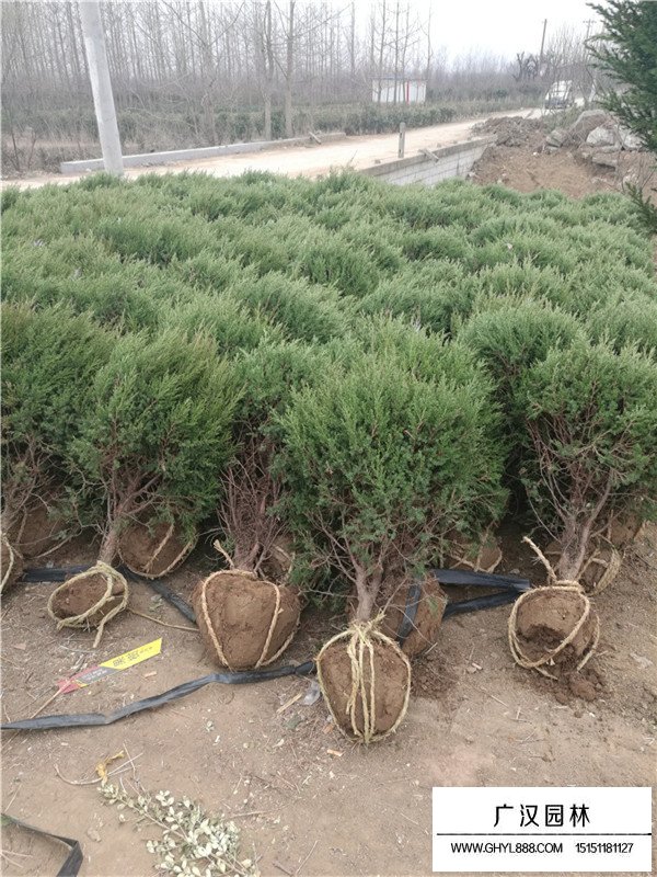 刺柏和刺松之間的區(qū)分(圖1)