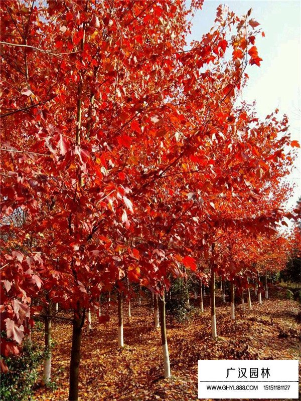 美國紅楓樹苗價格(圖2)