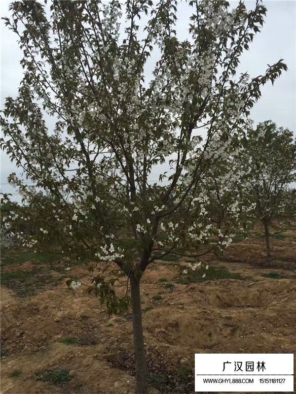 2020單櫻的價(jià)格(圖3)