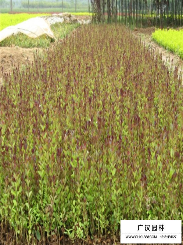 紅葉女貞病害(圖3)