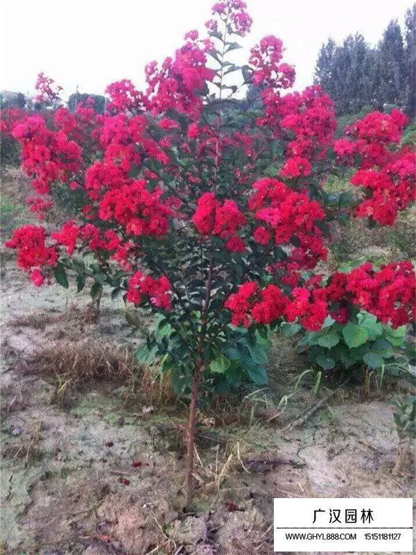 紅火球紫薇一顆多少錢(圖1)