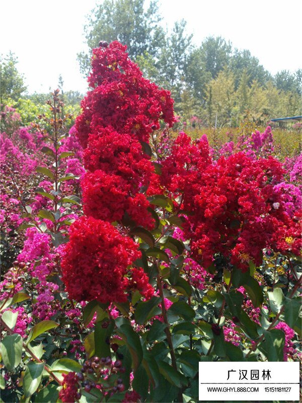 紅火球紫薇一顆多少錢(圖2)