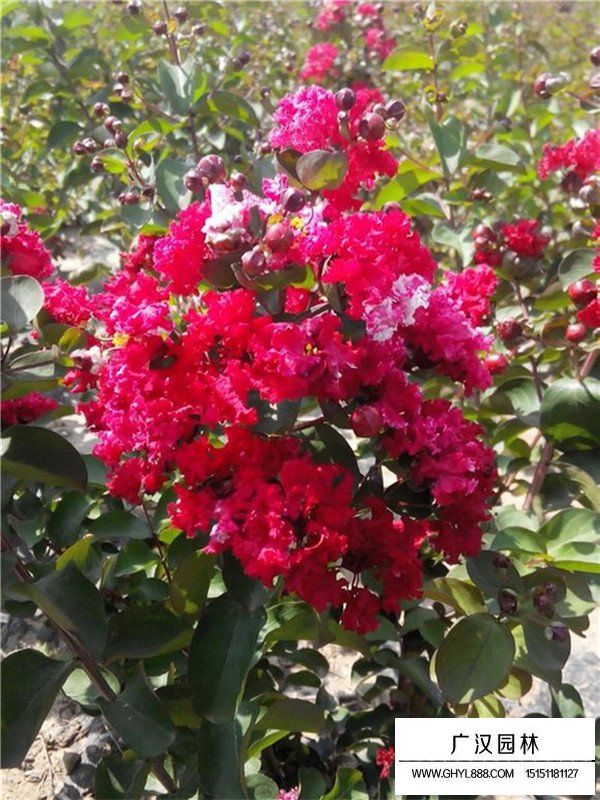 紅火球紫薇一顆多少錢(圖3)