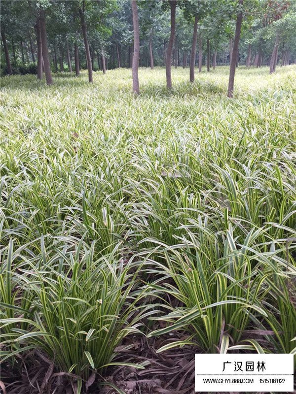 金邊萬年久苗木圖片(圖3)