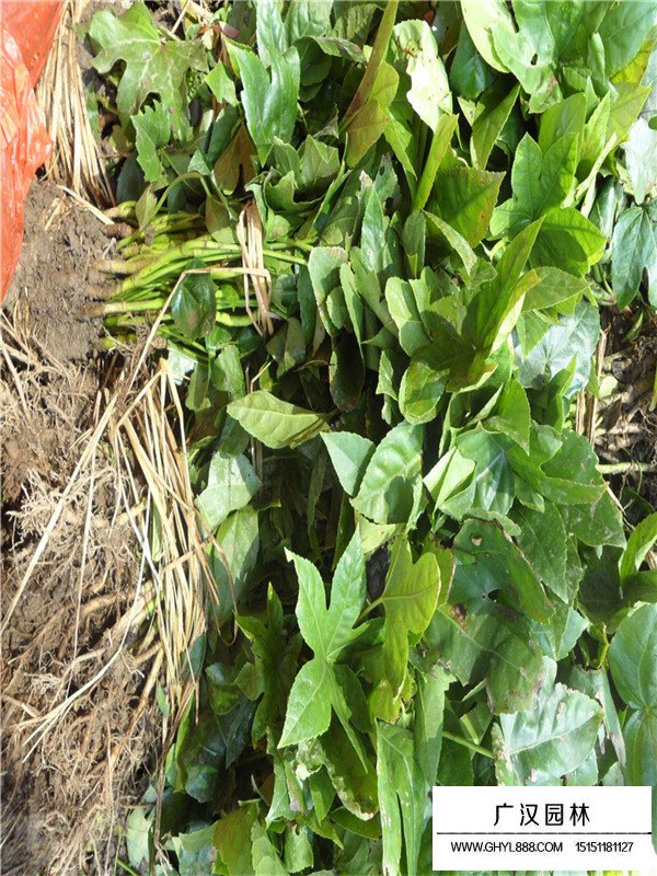 薔薇類與藤本植物的區(qū)分(圖4)