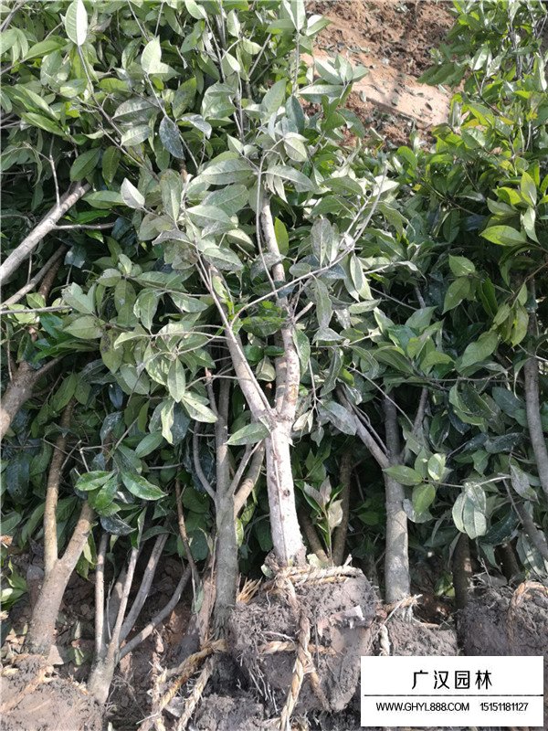 宿遷桂花樹價(jià)格(圖2)