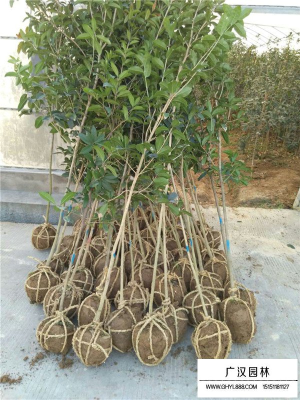 江蘇桂花樹(shù)價(jià)格(圖3)