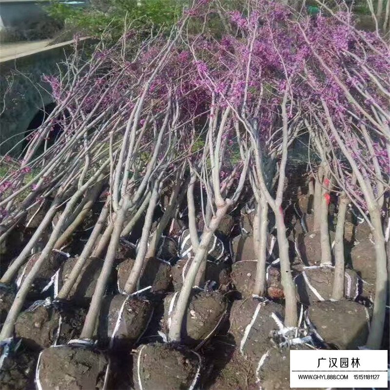 紫荊樹嫁接(圖2)