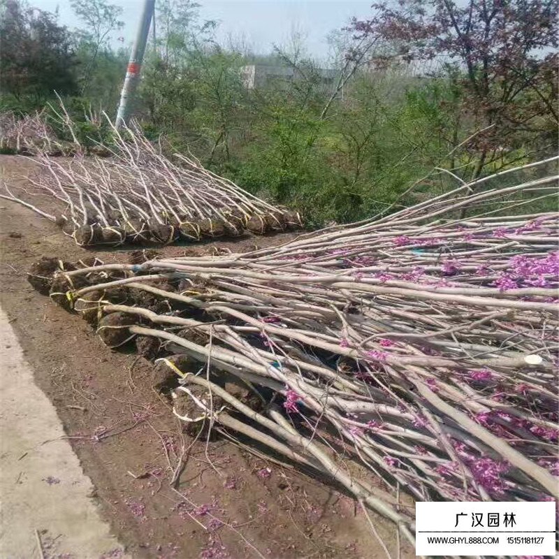 紫荊樹嫁接(圖3)