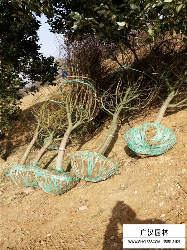 雞爪槭苗價格(圖2)