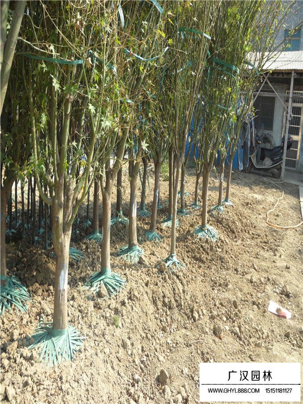 2020年雞爪槭苗價(jià)格(圖3)