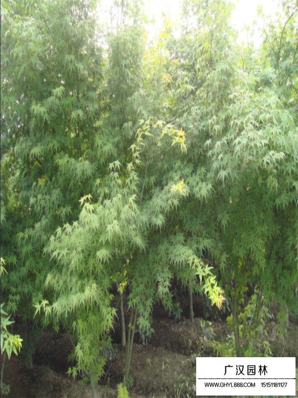 2020年雞爪槭苗價(jià)格(圖4)