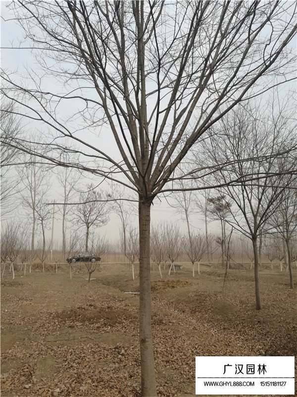 紅櫸樹什么樣(圖1)