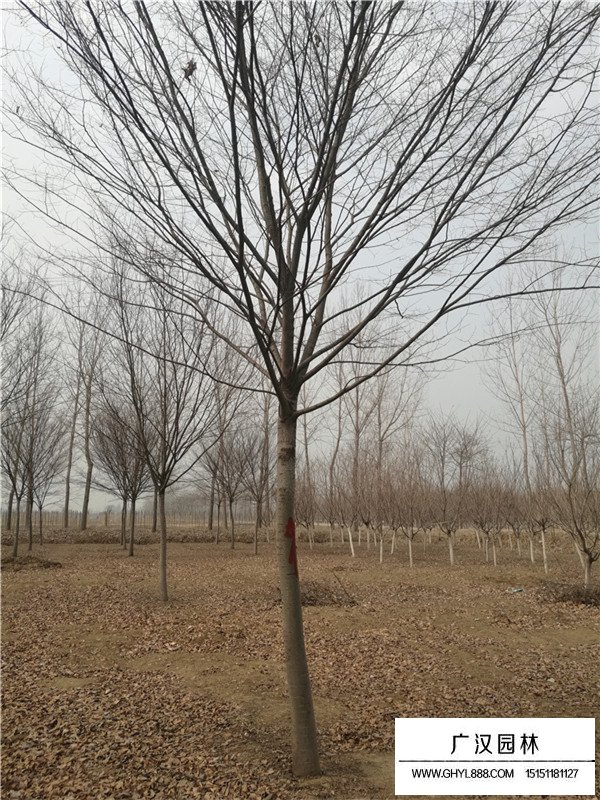 紅櫸樹什么樣(圖3)