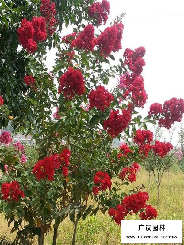 美國(guó)紫薇苗子價(jià)格(圖1)