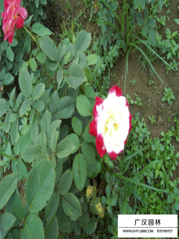 藤本月季扦插(圖2)