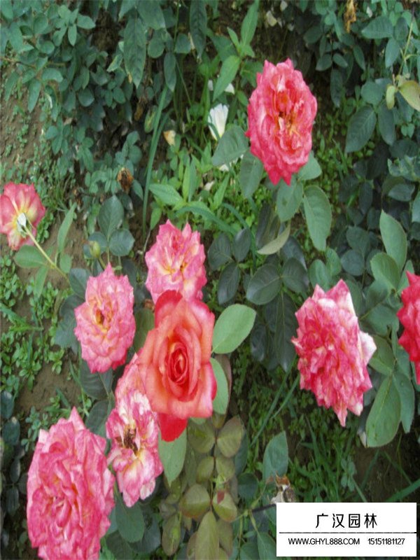 藤本月季扦插步驟(圖1)