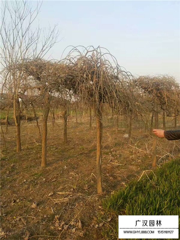 垂槐和龍爪槐區(qū)別(圖2)