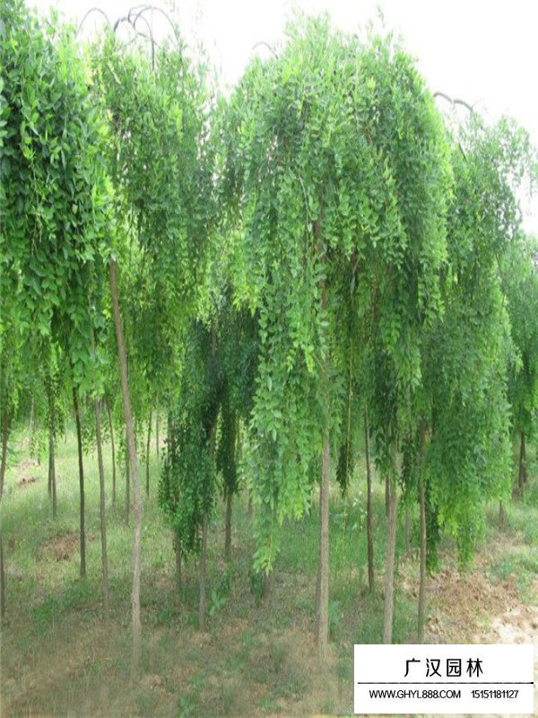 龍爪槐和垂槐區(qū)別(圖2)