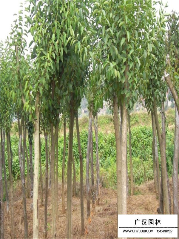 大葉女貞是常綠灌木嗎(圖1)