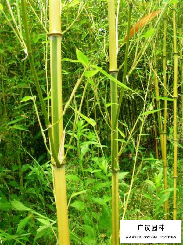 金鑲玉竹1cm價(jià)格(圖4)