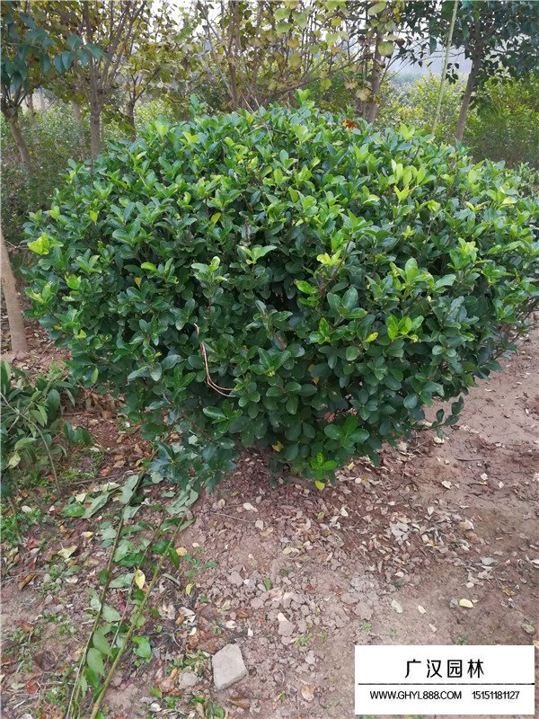 大葉黃楊球價格(圖4)