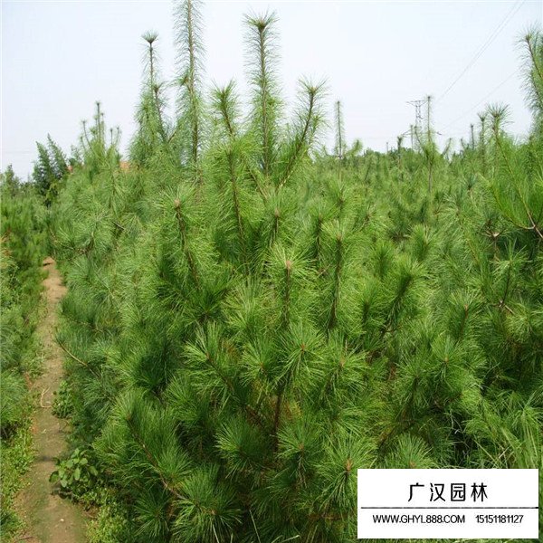 華山松的繁殖途徑(圖4)