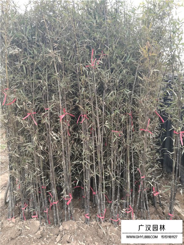 紫竹和金鑲玉竹(圖4)