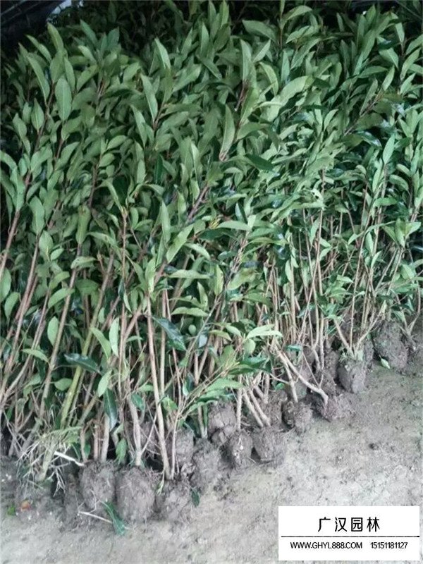 法國冬青管理及培育(圖1)