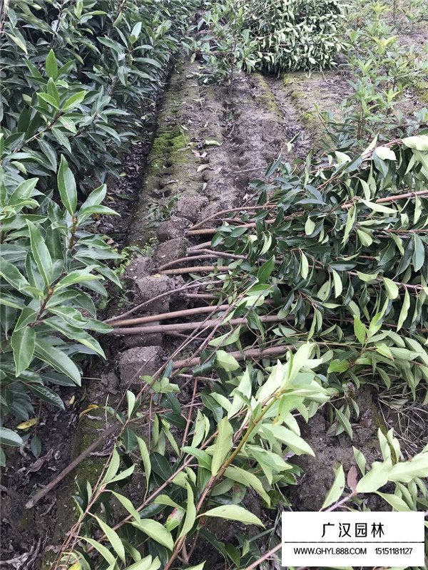 法國冬青田間種植(圖3)