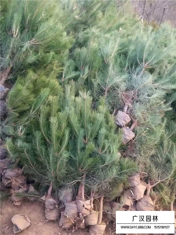 油松出穗時能澆水嗎(圖2)