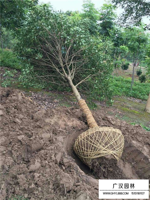 大葉女貞是常綠依然是落葉(圖4)