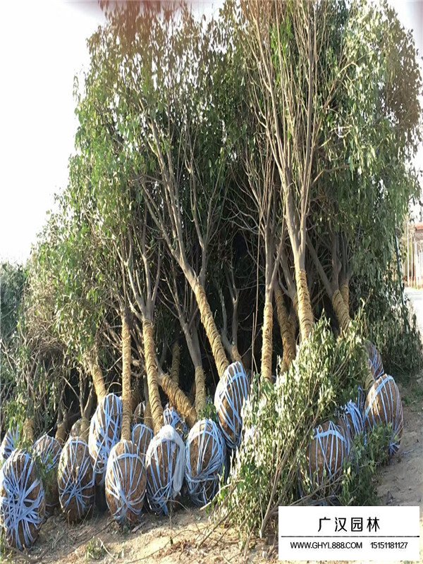 大葉女貞是常綠植物還是落葉植物(圖2)