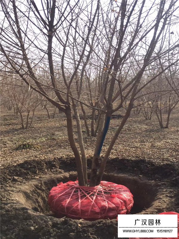 宿遷叢生五角楓(圖1)