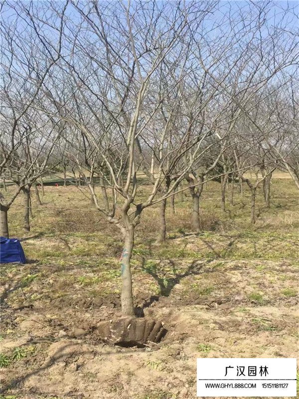 沭陽(yáng)黃櫨樹最新價(jià)格(圖2)