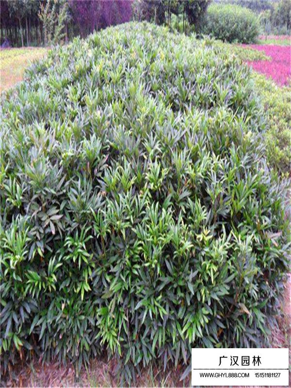 十大功勞樹繁衍(圖4)