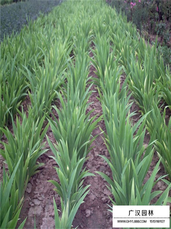 德國(guó)鳶尾那里有賣(圖1)