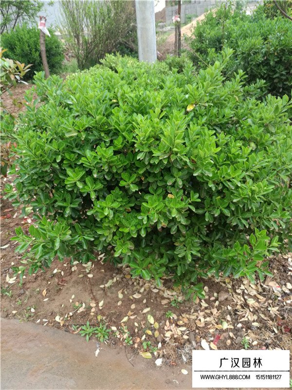 冬青和膠東衛(wèi)矛有啥區(qū)別(圖2)