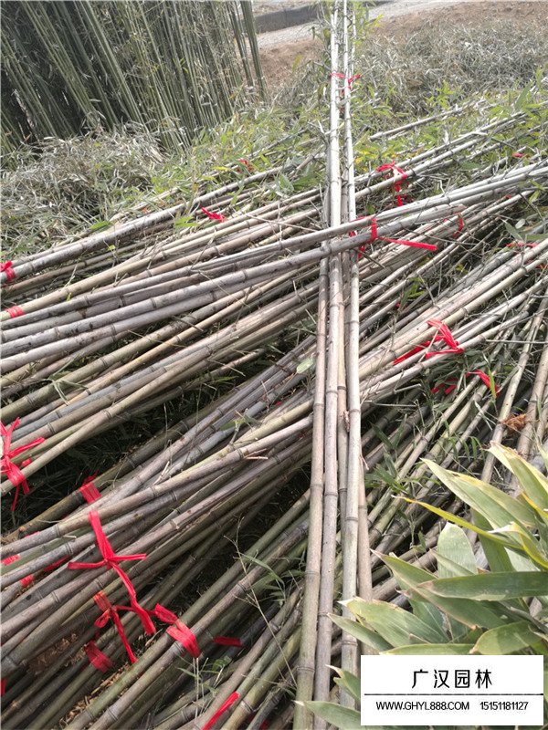 家里種金鑲玉和紫竹那個(gè)好(圖4)