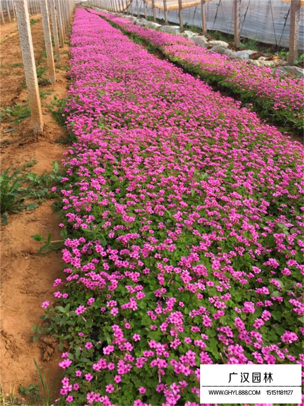 昆明紅花醡漿草(圖2)