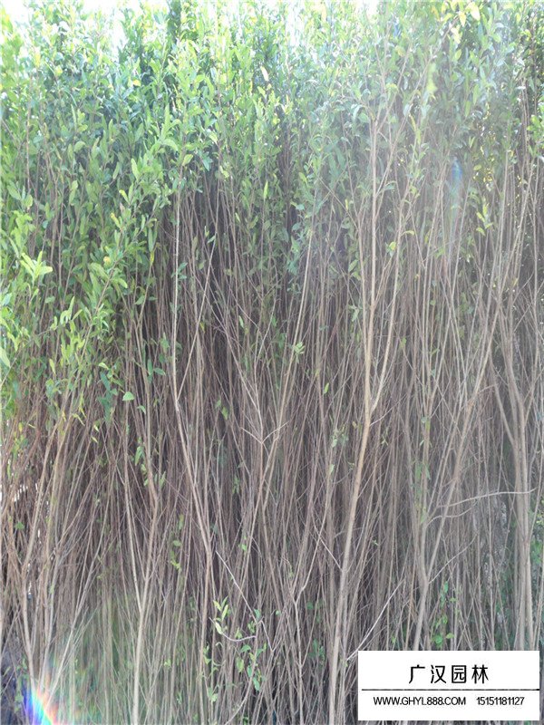 蓬徑180-200cm叢生花石榴(圖1)