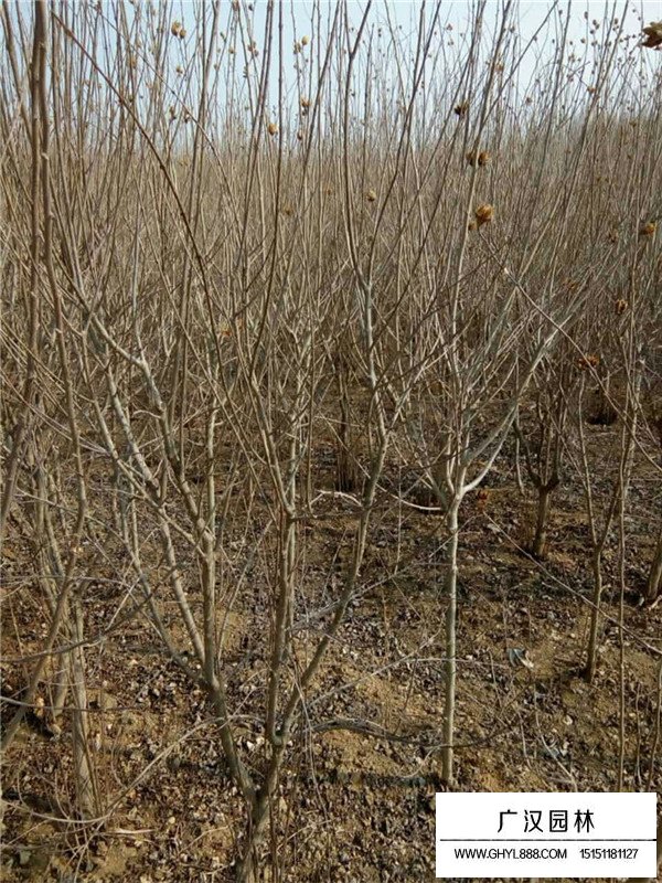 蓬徑180-200cm叢生花石榴(圖2)