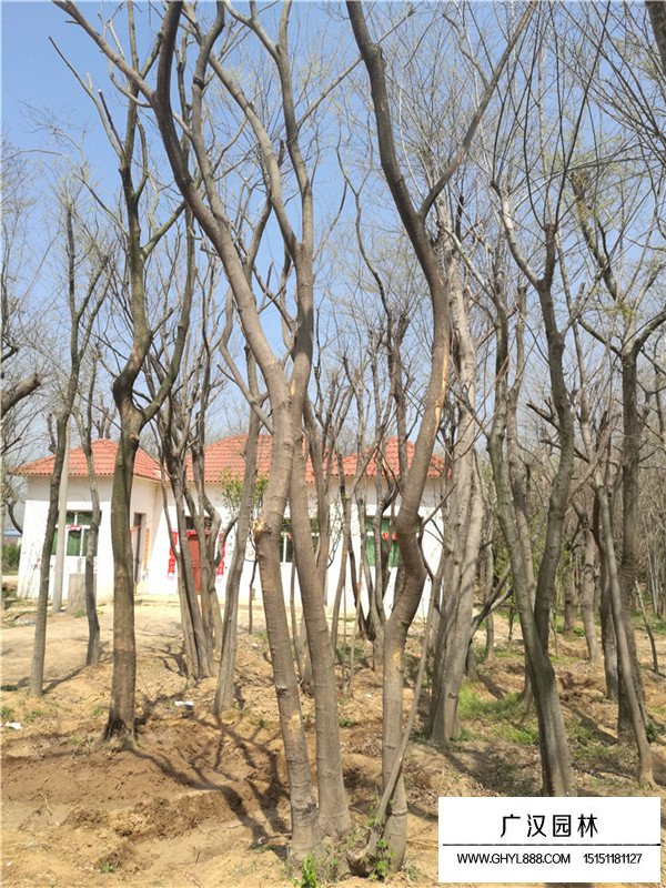 如何計(jì)算叢生樸樹規(guī)格(圖2)