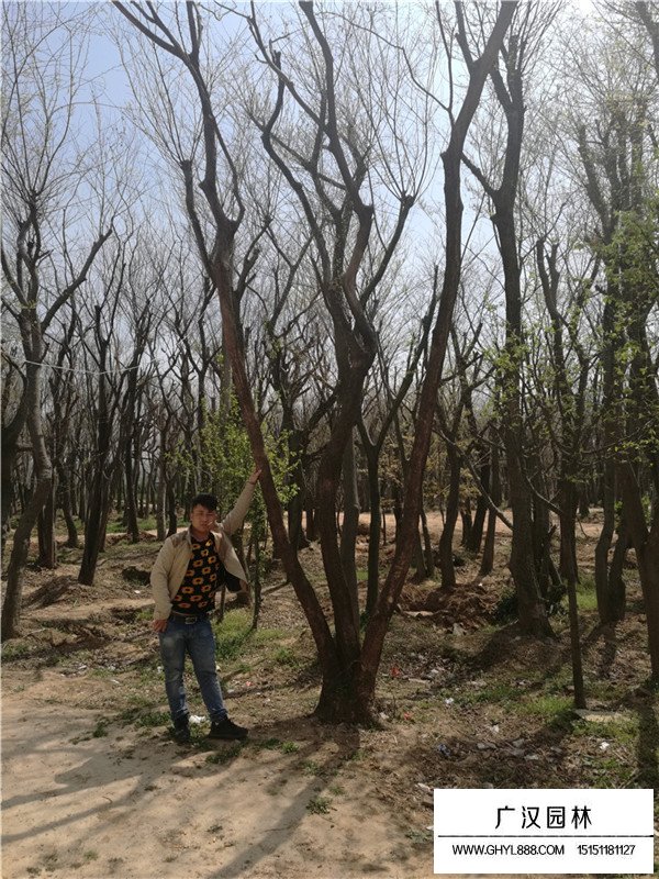 怎么按規(guī)格計(jì)算叢生樸樹(shù)價(jià)格(圖4)